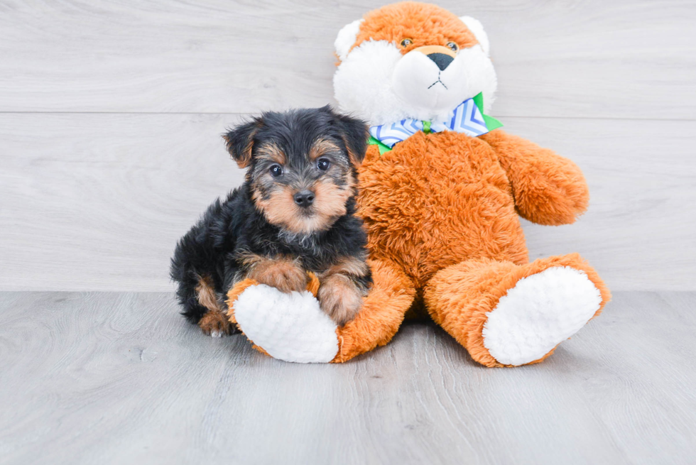 Meet Jeremy - our Yorkshire Terrier Puppy Photo 