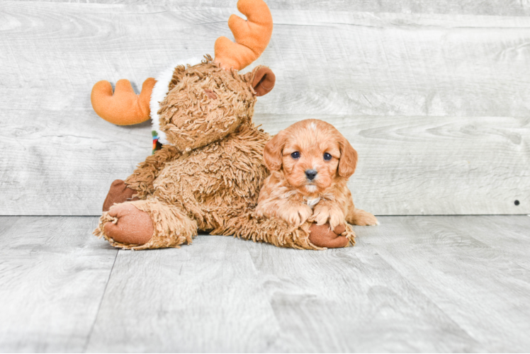 Sweet Cavapoo Baby