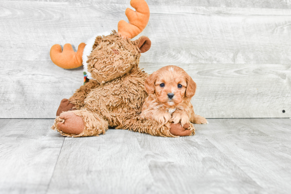 Sweet Cavapoo Baby