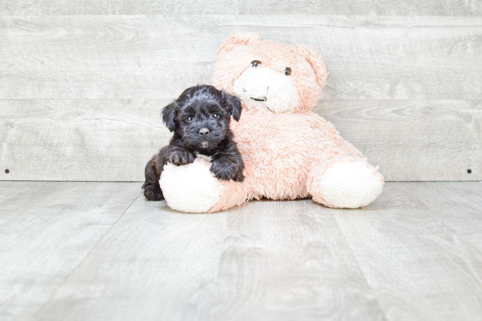 Yorkie Poo Pup Being Cute