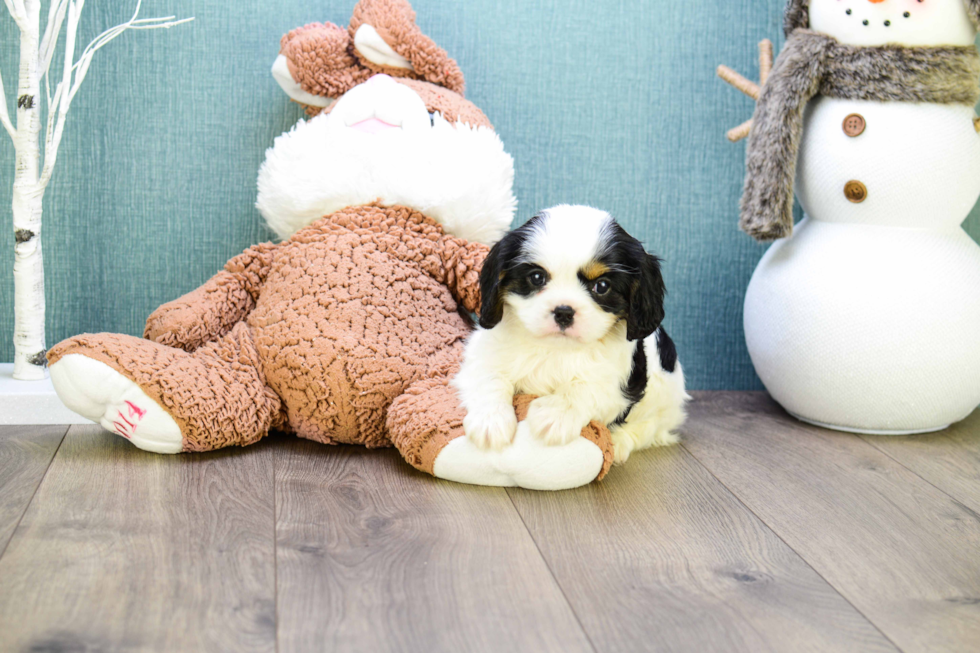 Akc Registered Cavalier King Charles Spaniel Purebred Pup