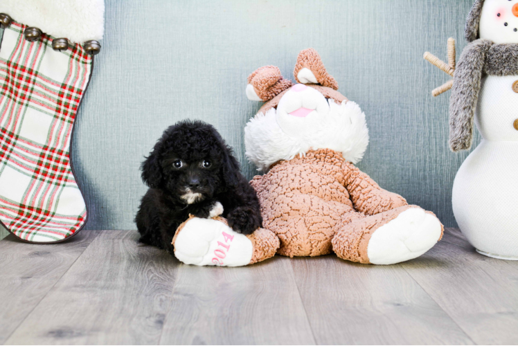 Cavapoo Puppy for Adoption