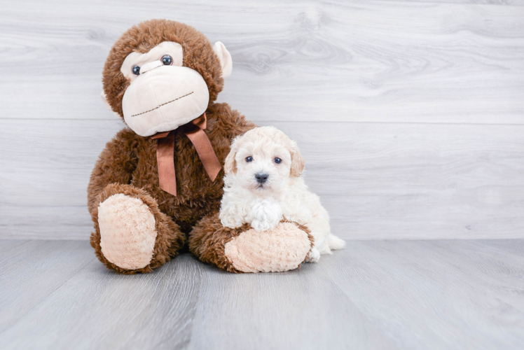 Playful Maltepoo Poodle Mix Puppy
