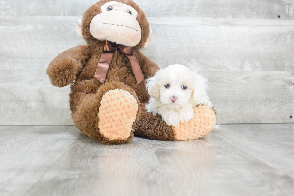 Maltipoo Pup Being Cute