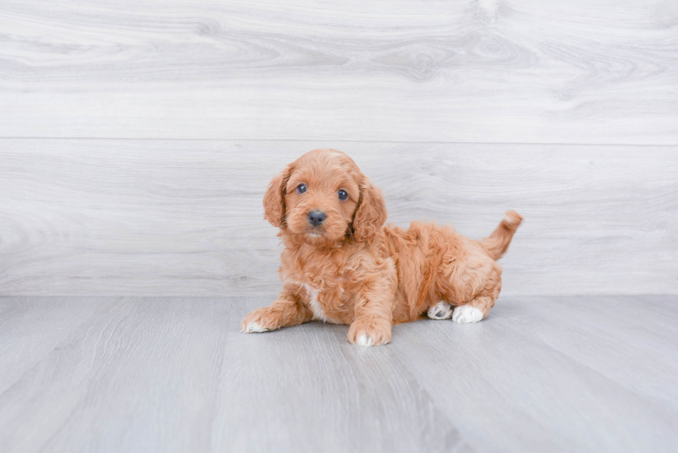 Cavapoo Puppy for Adoption