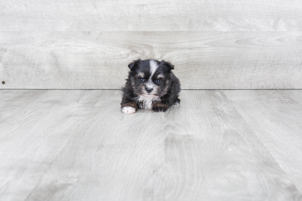 Maltipom Pup Being Cute