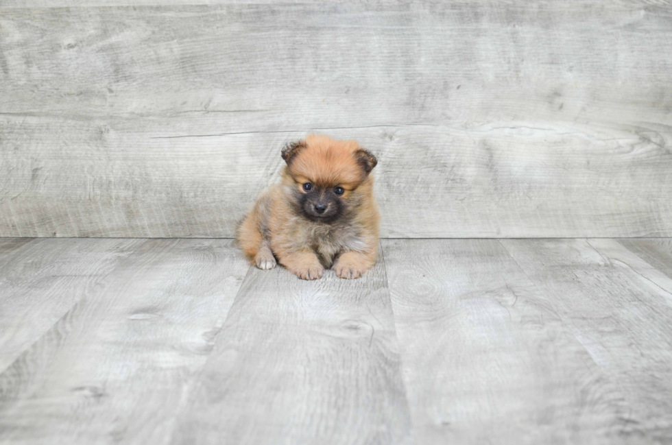 Fluffy Pomeranian Purebred Puppy