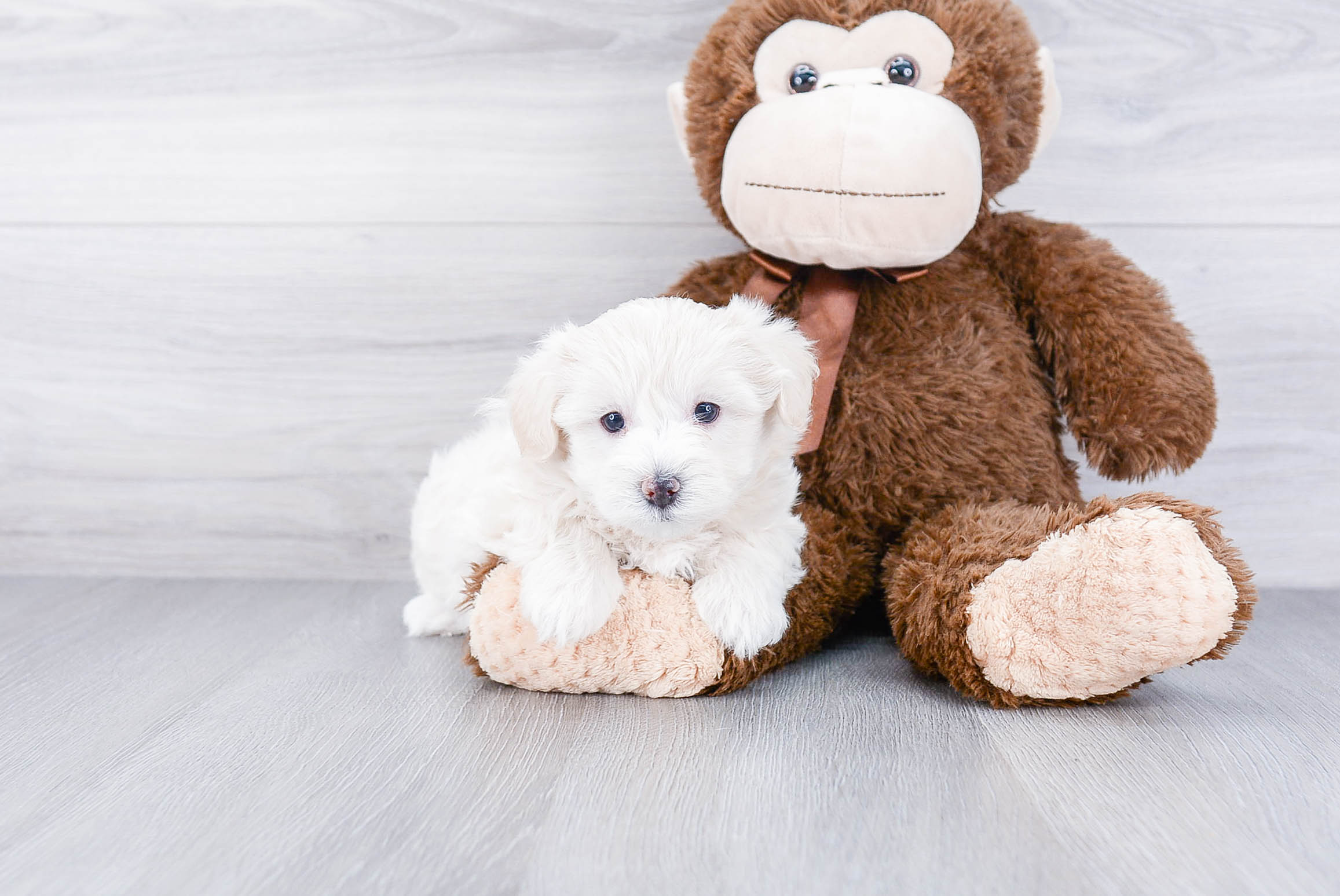 Best Maltipoo Baby