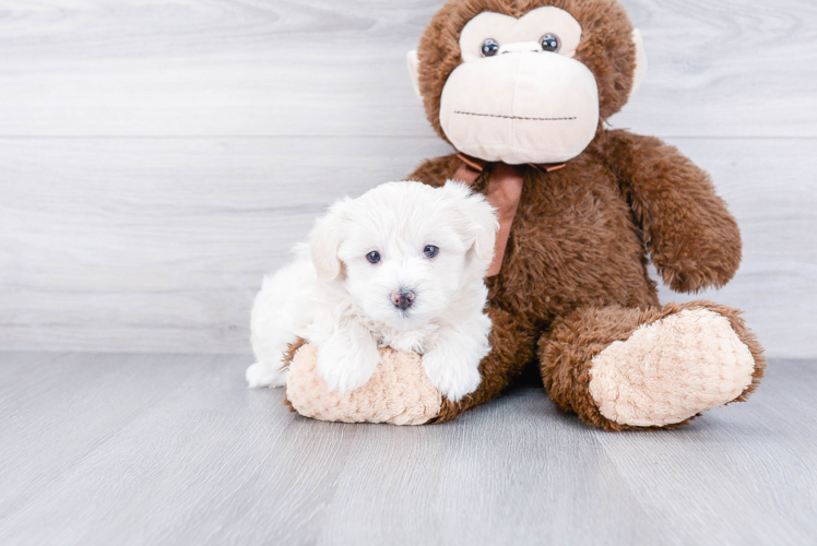 Best Maltipoo Baby