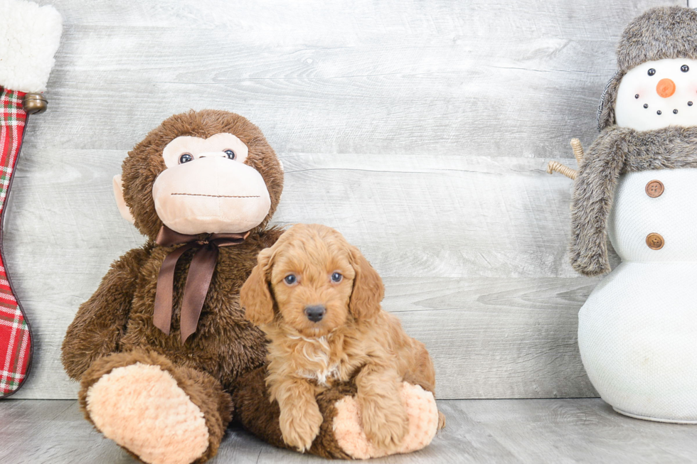 Fluffy Mini Goldendoodle Poodle Mix Pup