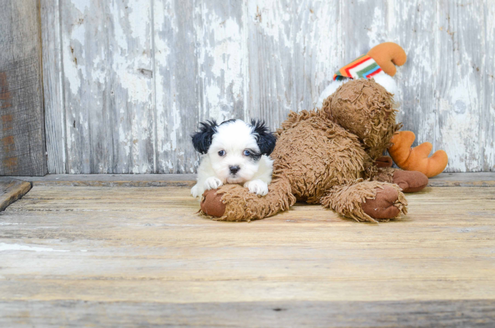 Teddy Bear Pup Being Cute