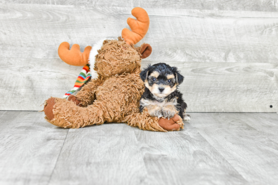 Fluffy Morkie Designer Pup