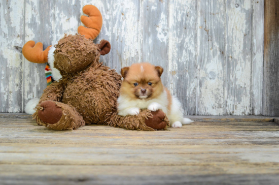 Pomeranian Pup Being Cute