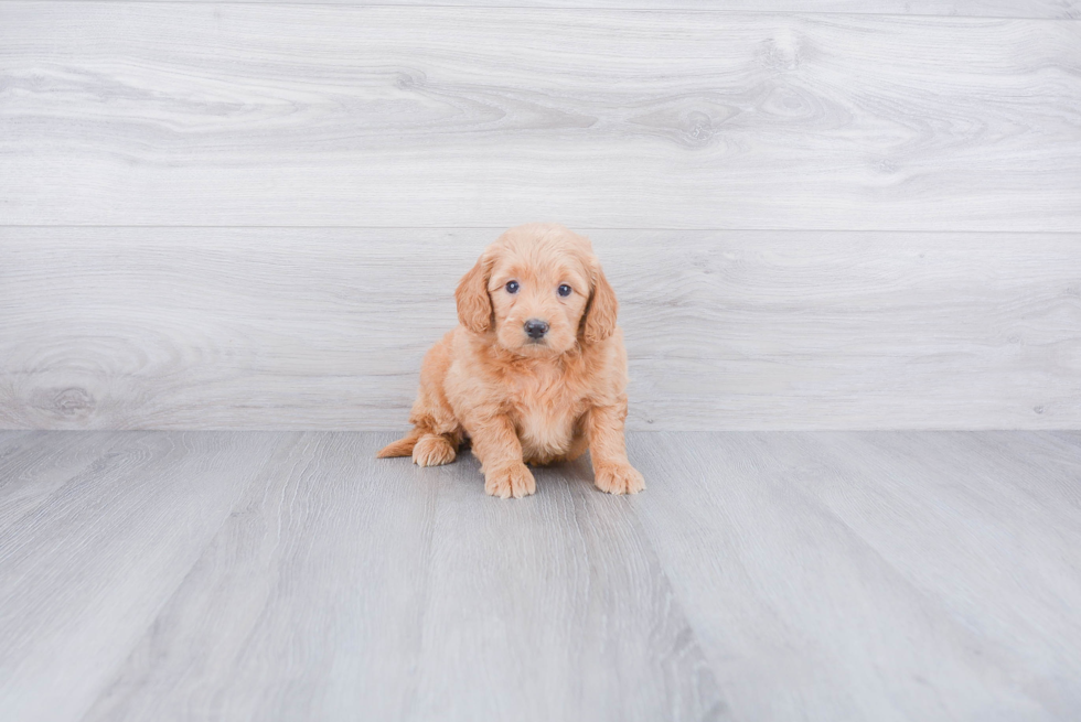 Mini Goldendoodle Puppy for Adoption