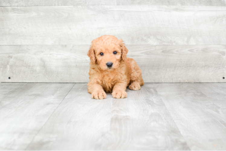 Little Golden Retriever Poodle Mix Puppy