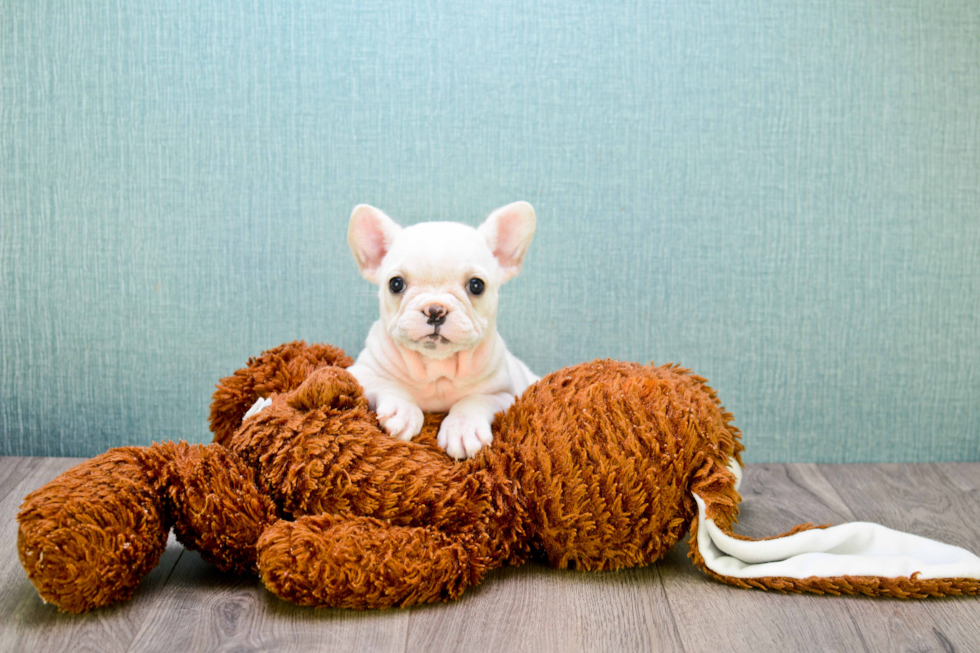 Sweet Frenchie Purebred Puppy