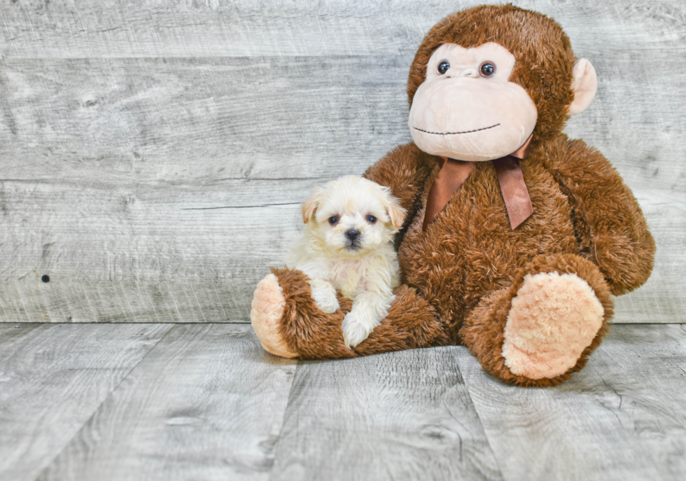 Popular Havanese Purebred Pup