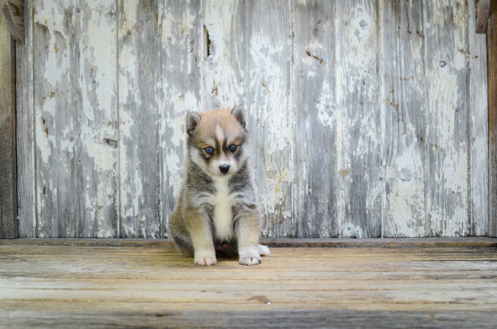 Hypoallergenic Mini Husky Designer Puppy