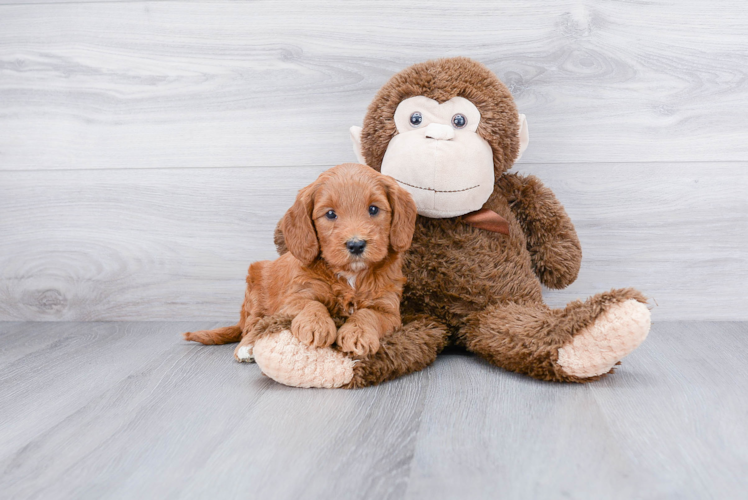 Cute Mini Goldendoodle Baby