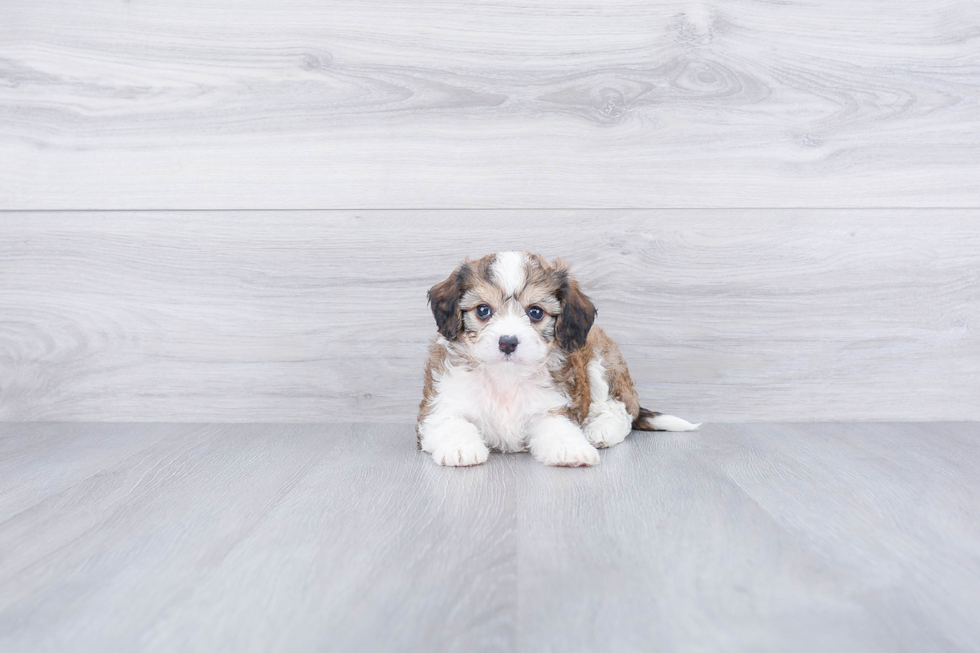 Friendly Cavachon Baby