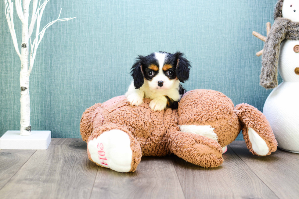 Akc Registered Cavalier King Charles Spaniel Baby