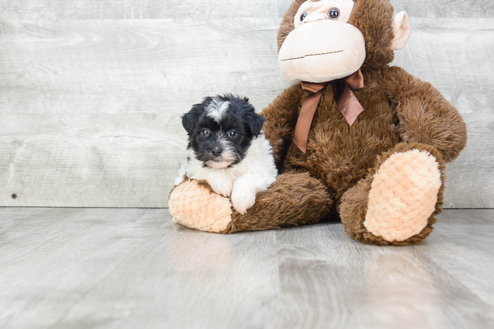 Best Havanese Baby