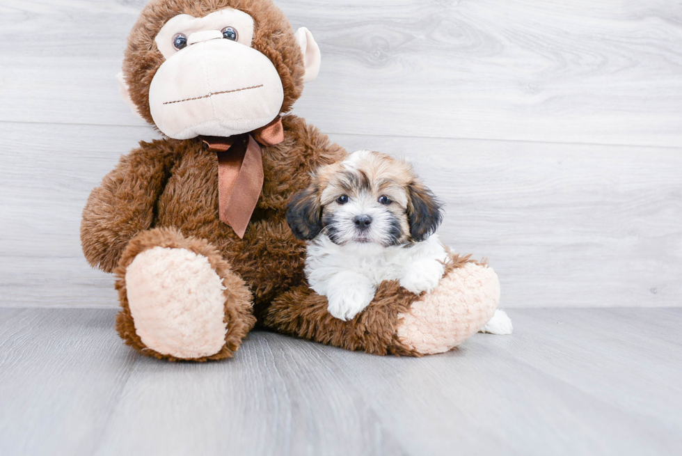 Best Havanese Baby