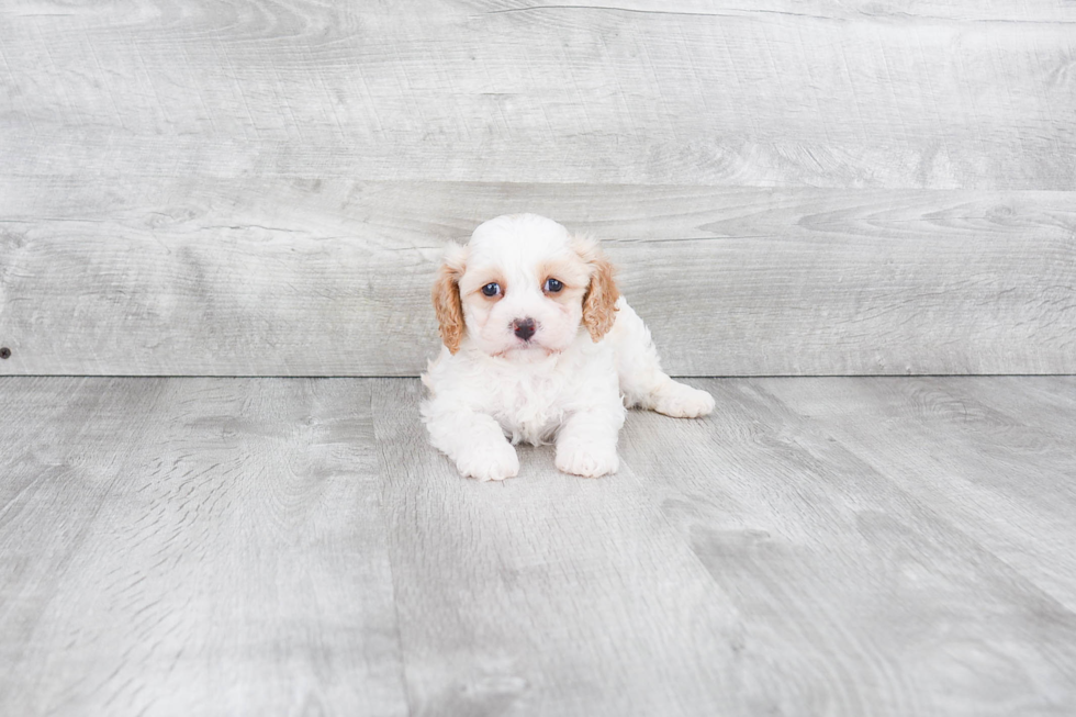 Funny Cavachon Designer Pup