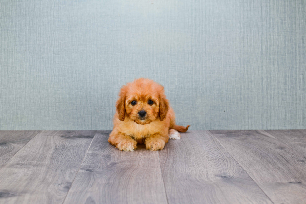 Cavapoo Puppy for Adoption