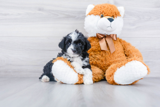 Fluffy Mini Aussiedoodle Poodle Mix Pup