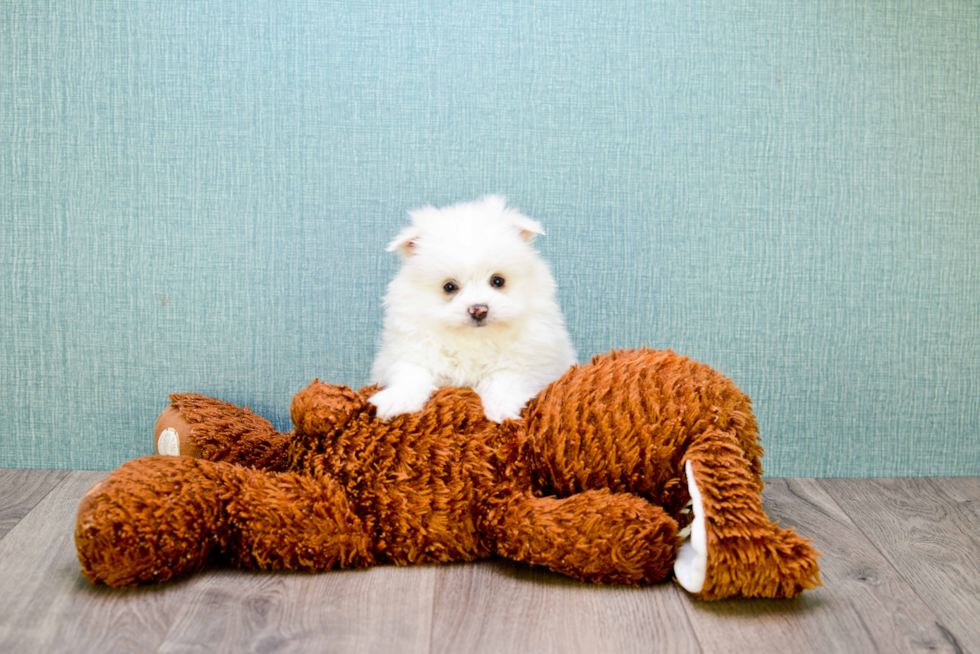 Best Maltipom Baby