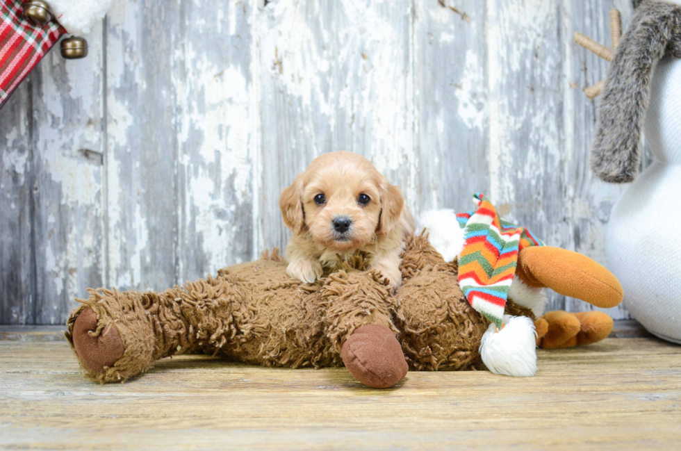 Cavapoo Puppy for Adoption