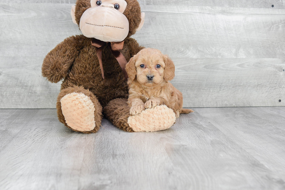 Mini Goldendoodle Pup Being Cute