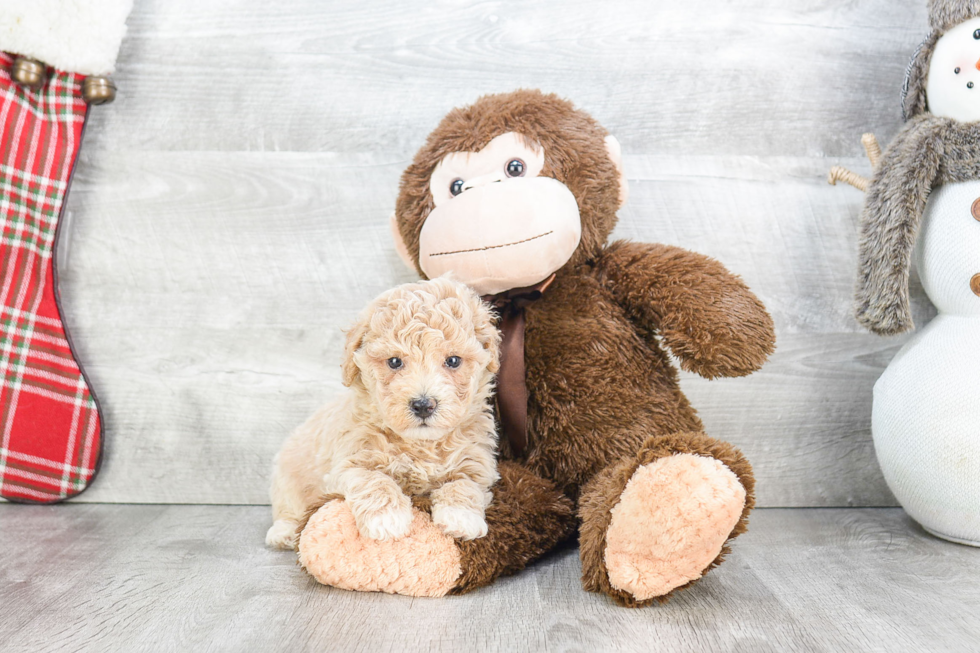 Playful Maltese Poodle Poodle Mix Puppy