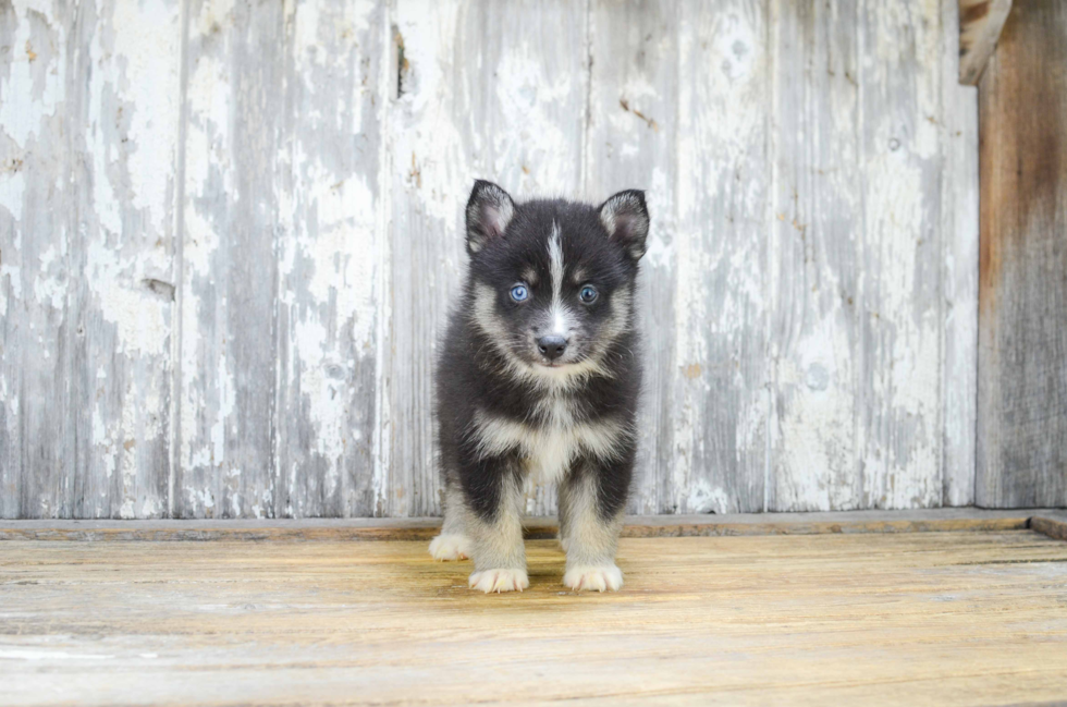 Pomsky Puppy for Adoption