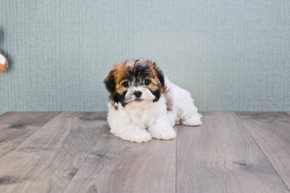 Akc Registered Havanese Purebred Pup