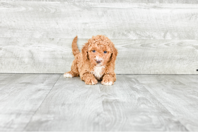 Best Mini Goldendoodle Baby