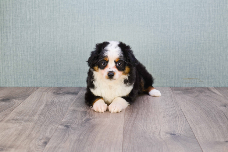 Petite Mini Aussiedoodle Poodle Mix Pup