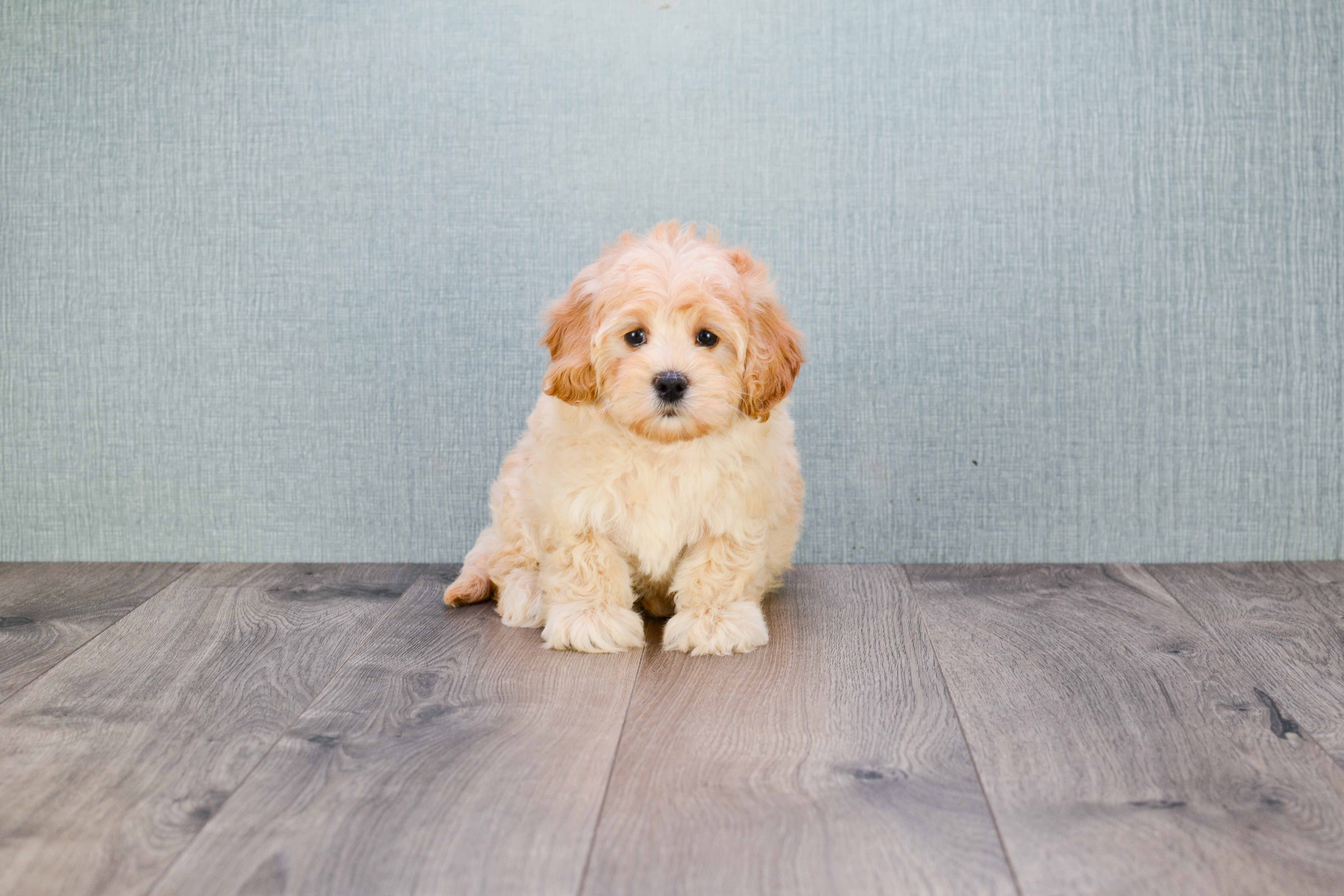 Fluffy Mini Goldendoodle Poodle Mix Pup