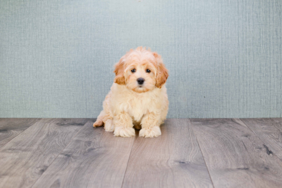 Fluffy Mini Goldendoodle Poodle Mix Pup