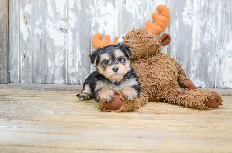 Best Morkie Baby