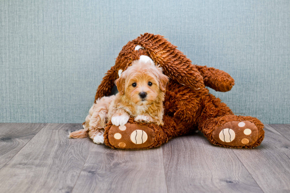 Maltipoo Pup Being Cute