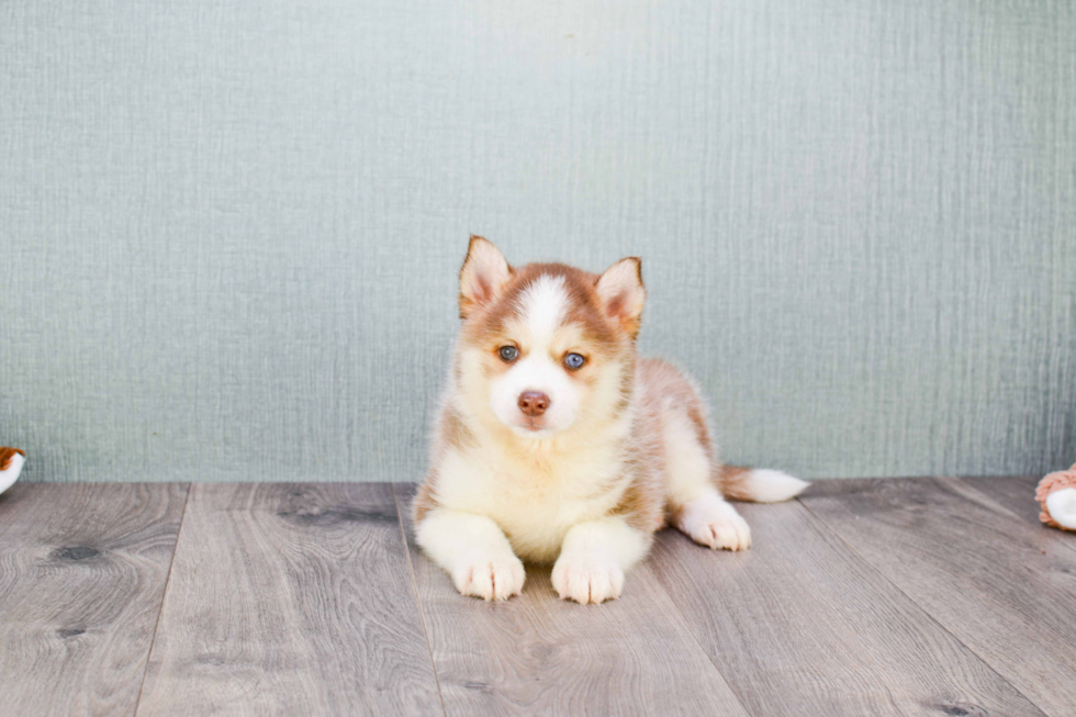 Pomsky Pup Being Cute