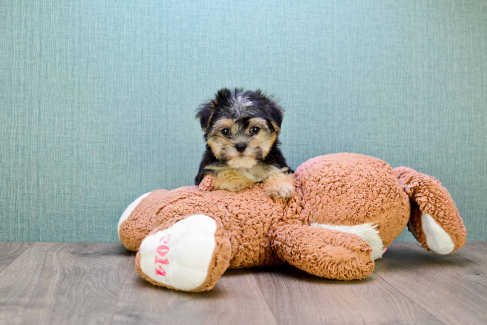 Hypoallergenic Yorkie Designer Puppy