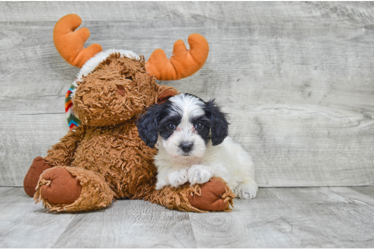 Popular Morkie Designer Pup