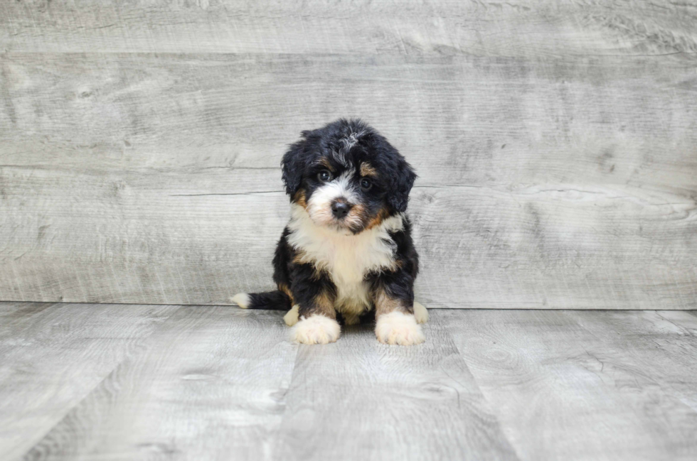 Popular Mini Bernedoodle Poodle Mix Pup