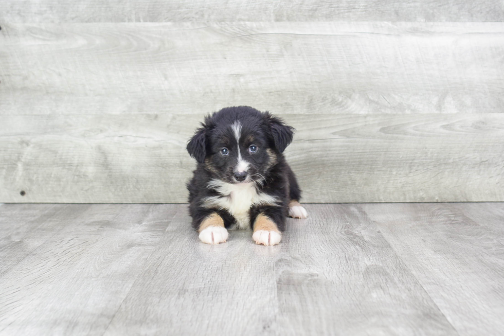 Cute Mini Aussiedoodle Baby