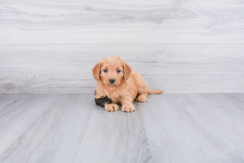 Mini Goldendoodle Puppy for Adoption