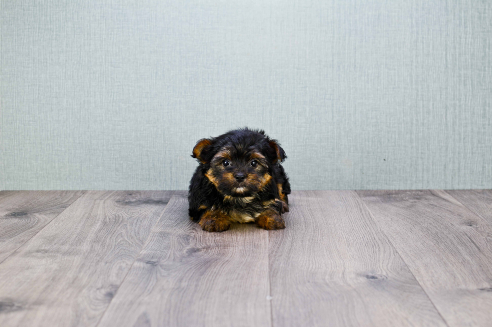 Meet Rebecca - our Yorkshire Terrier Puppy Photo 