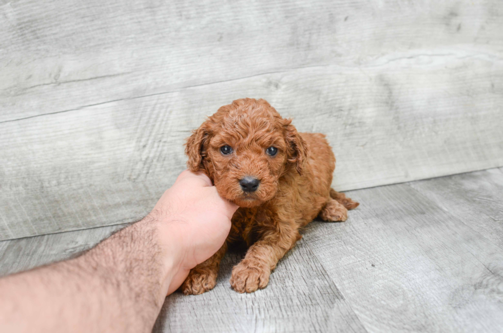 Mini Goldendoodle Puppy for Adoption